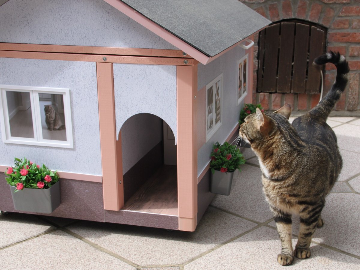 Le chat se détend au jardin devant sa maison AnimHouse