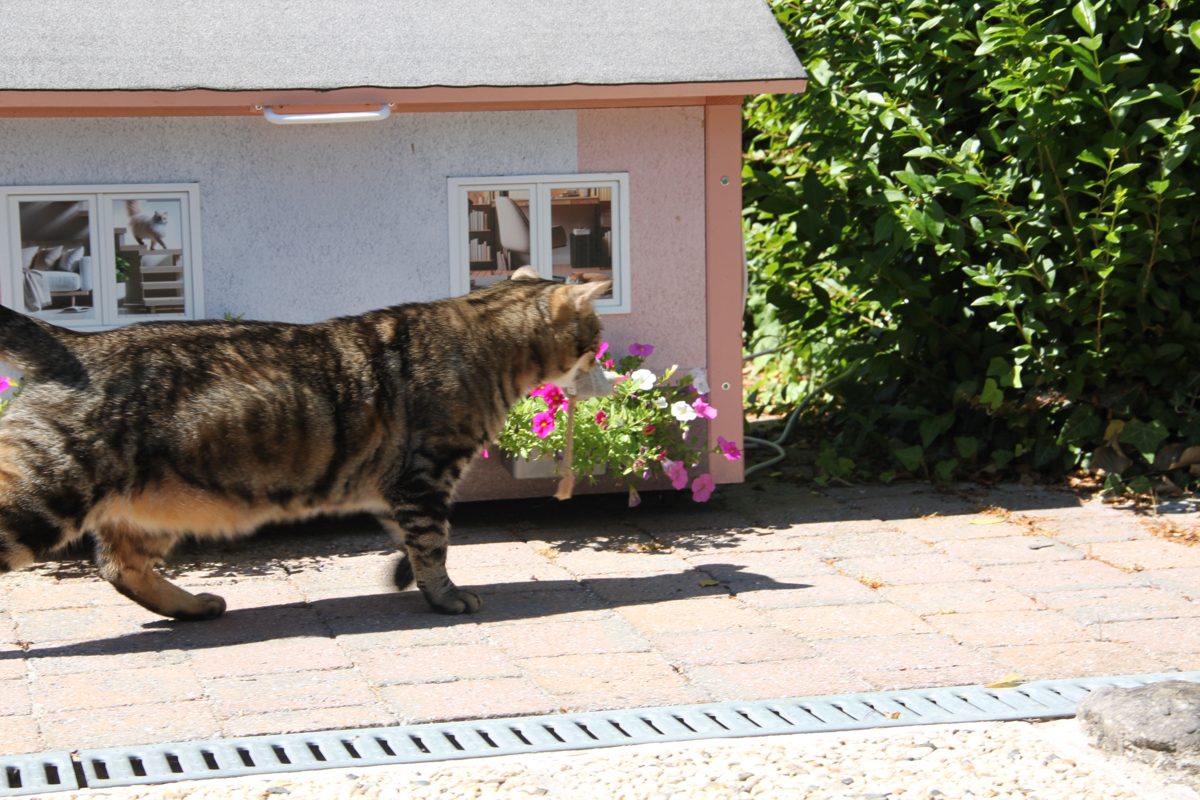 Chat qui entre dans sa maison