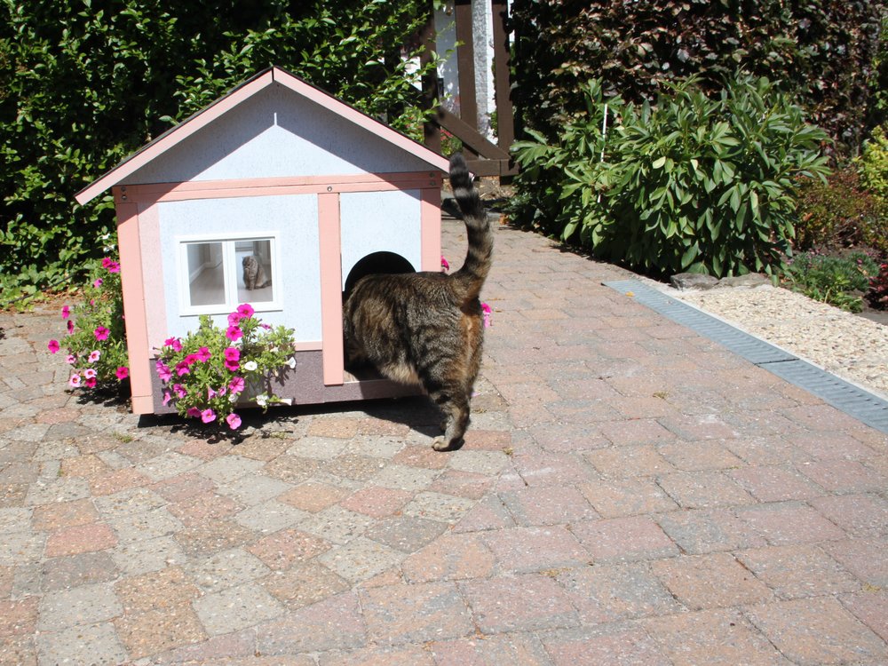 Chat qui entre dans sa maison