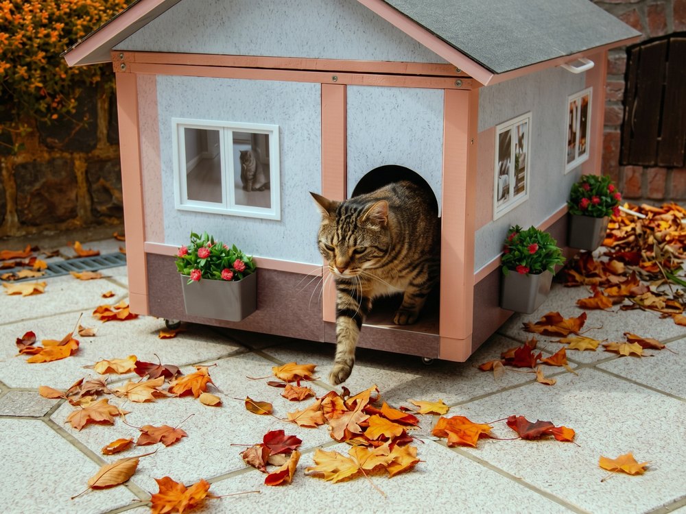 Chat qui sort de sa maison AnimHouse parmi les feuilles d'automne