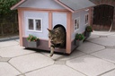 Sortie du chat