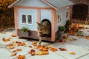 Sortie du chat en automne
