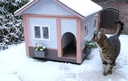 Le chat devant sa maison en hiver